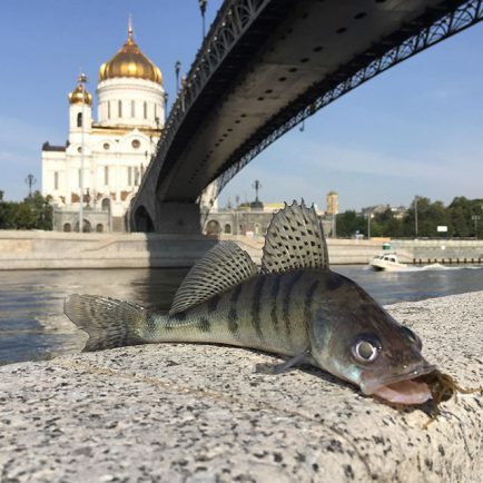 Р волга рыбалка