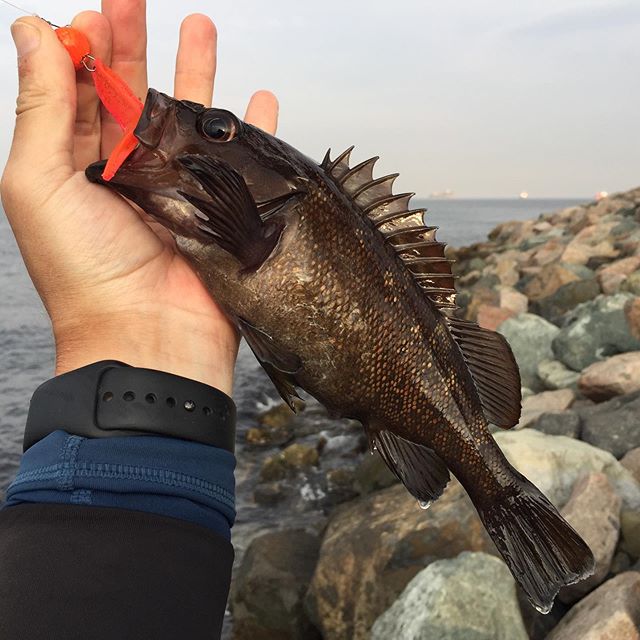 Crazy fishing. Мебару рыба. Окунь Мебару. Окунь морской Ерш Мебару. Рокфишинг.