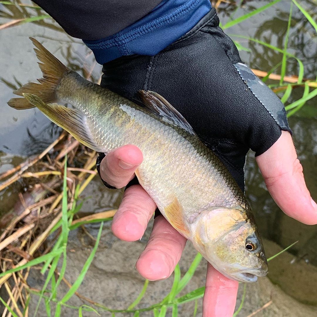 Такую большую закко я ещё не ловил. Трофейный хищник. Such huge zacco I never caught before. Trophy predator.