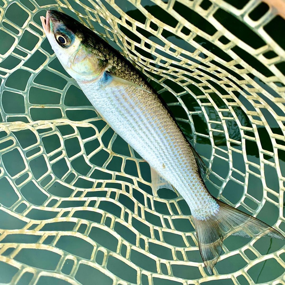 Сумасшедшая чёрная кефаль. Продолжаю рыбалку с тенкара. Crazy black mullet, till fishing with tenkara.