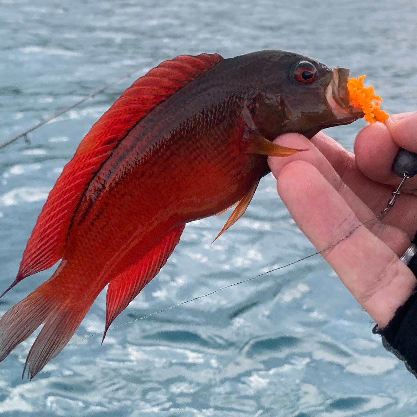 Coral rockfishing! Рокфишинг в кораллах!