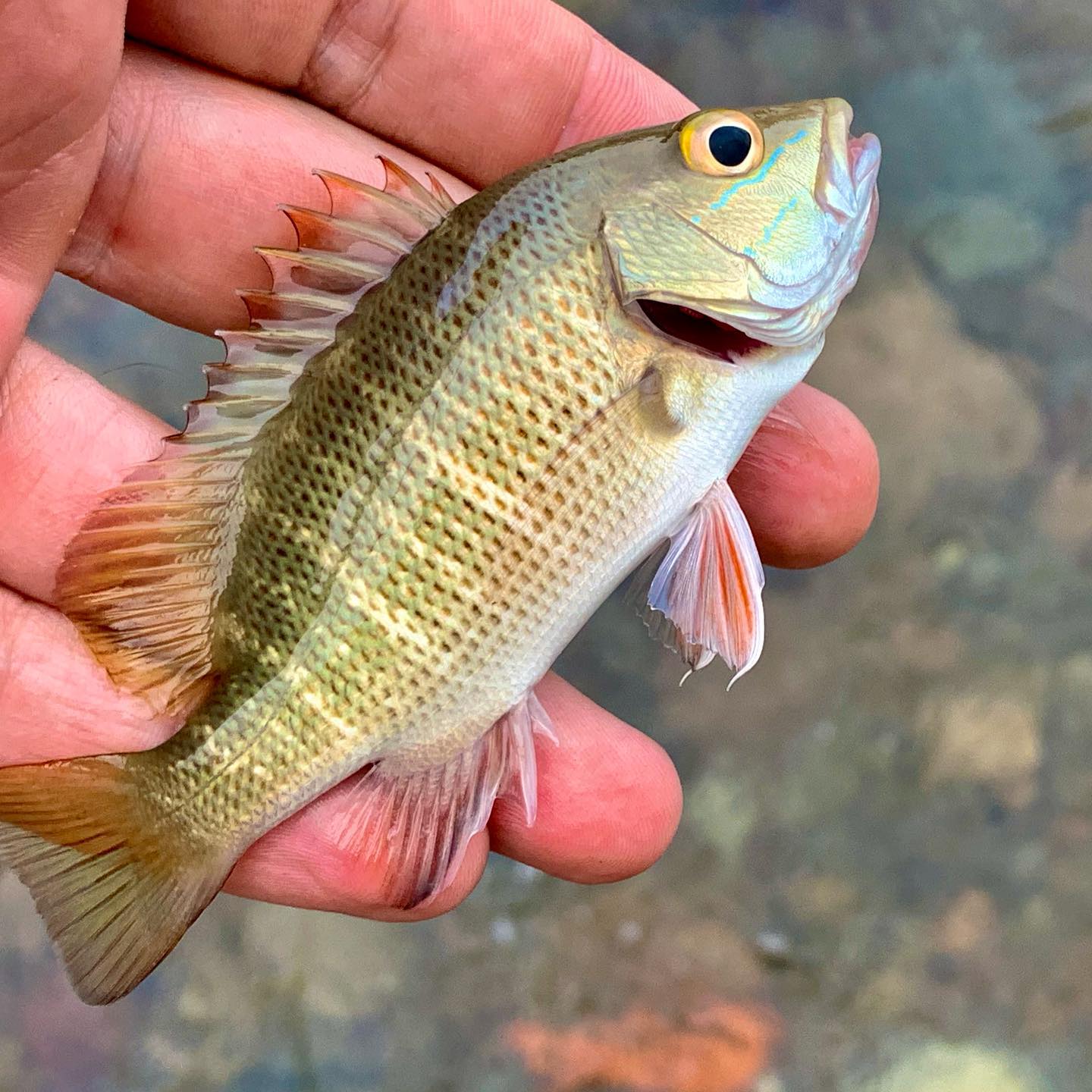 Обрыбил новое место. Мангровый окунь удивил! Fishing new spot. Got smallie mangrove jack!