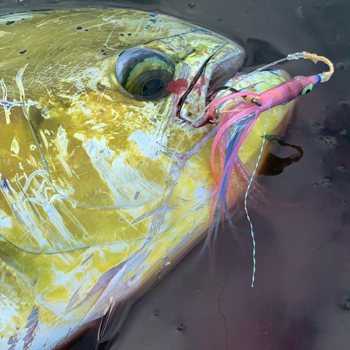 Сегодня клёв не очень, но свою рыбку я вымучал. Today fish almost don’t bite, but I’ve got my mahi.