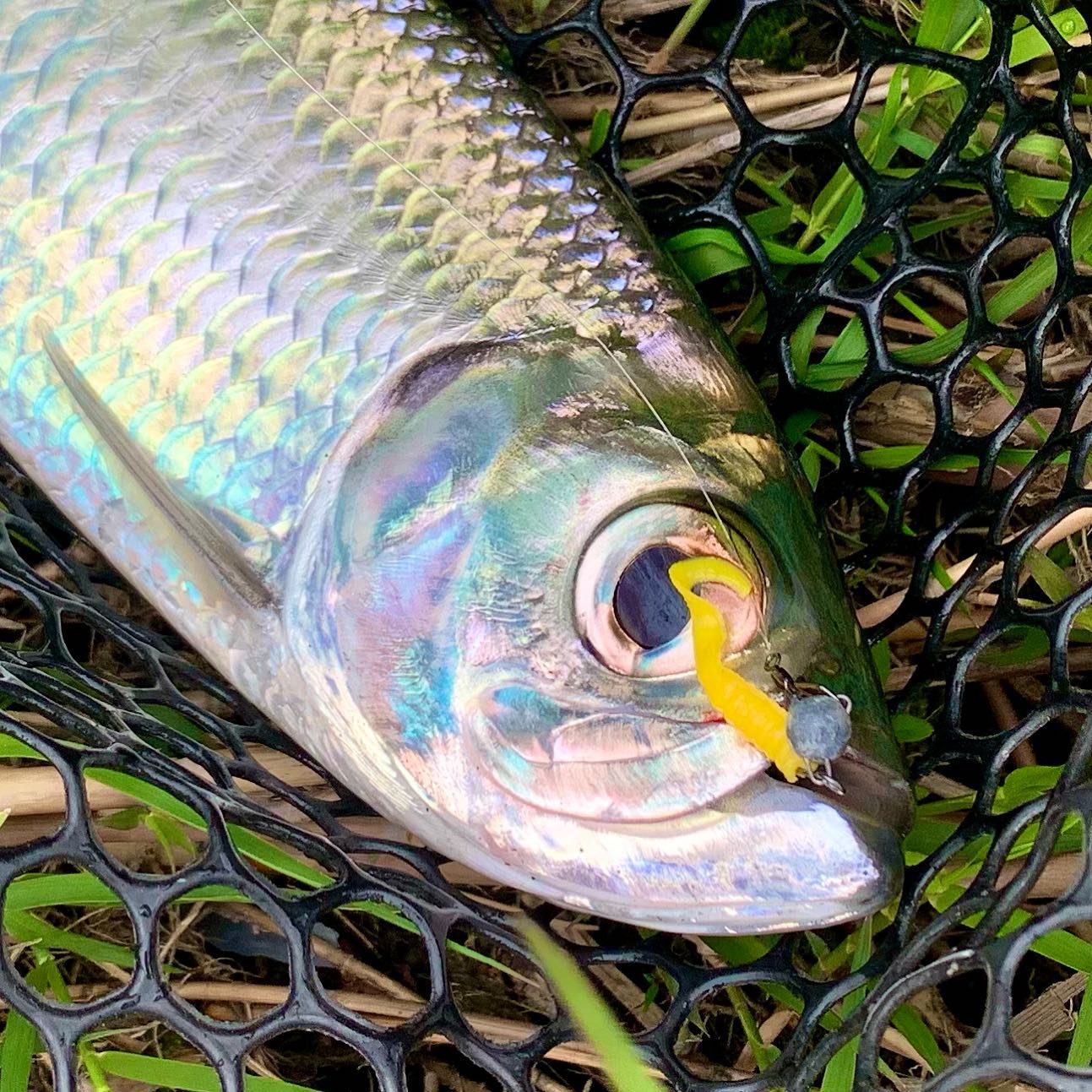 Такая махина и такая маленькая приманка!!! What the size of the fish and what the size of the bait!!!