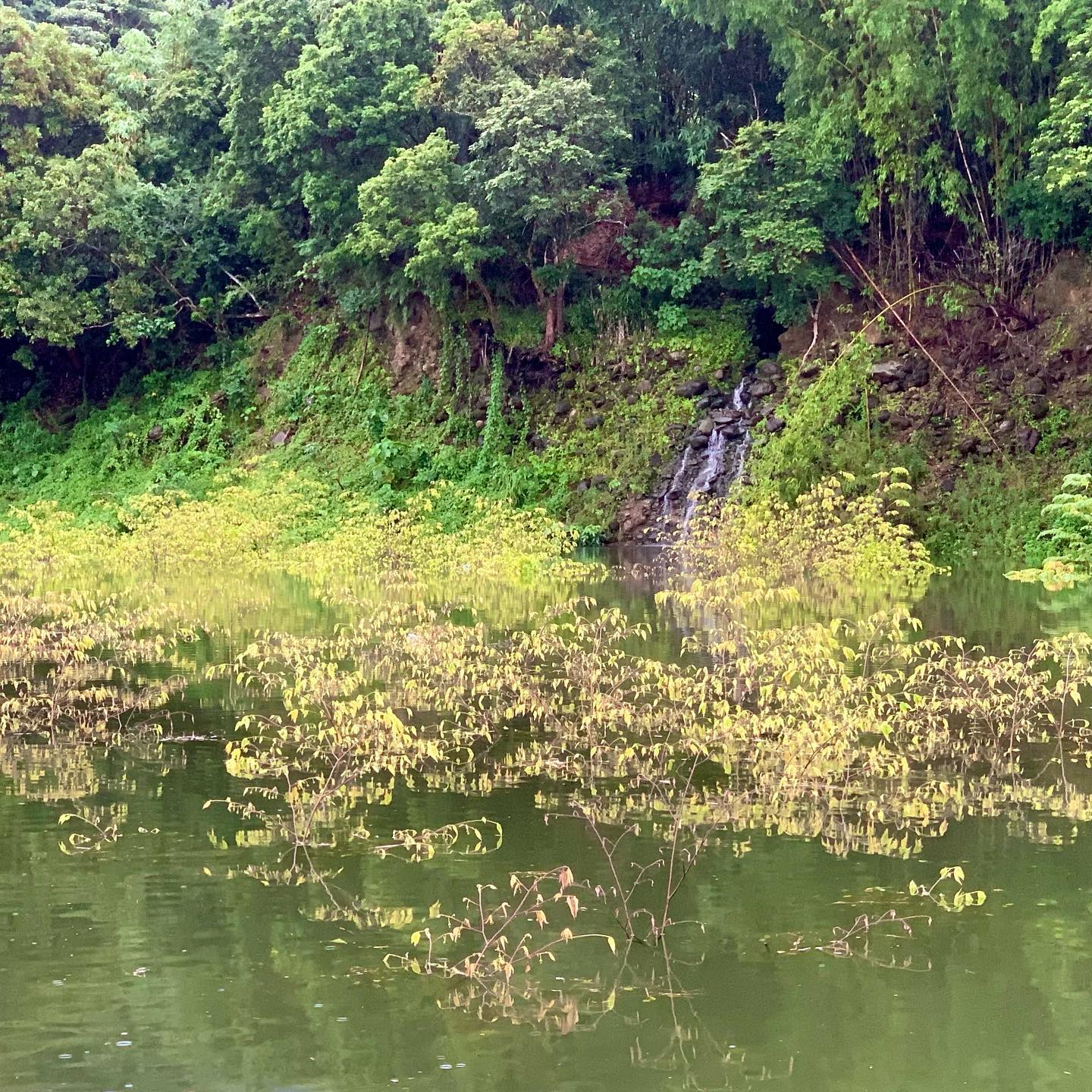 Затопленные кусты и деревья - лучшие места для змееголова. Flooded bunches and trees are the best spots for snakeheads.