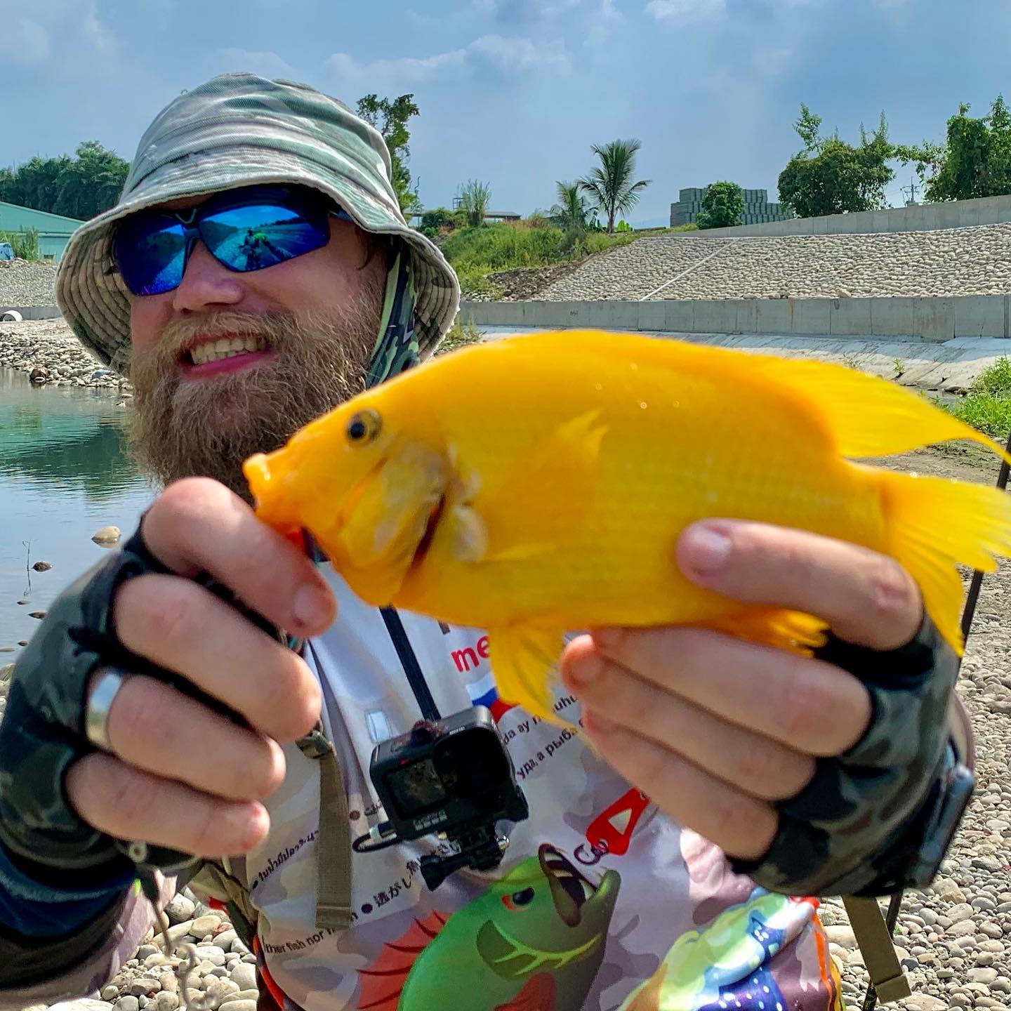 Новый вид пойман! Цихлазома цитроновая в золотом. New specie caught! Golden morph Midas cichlid.