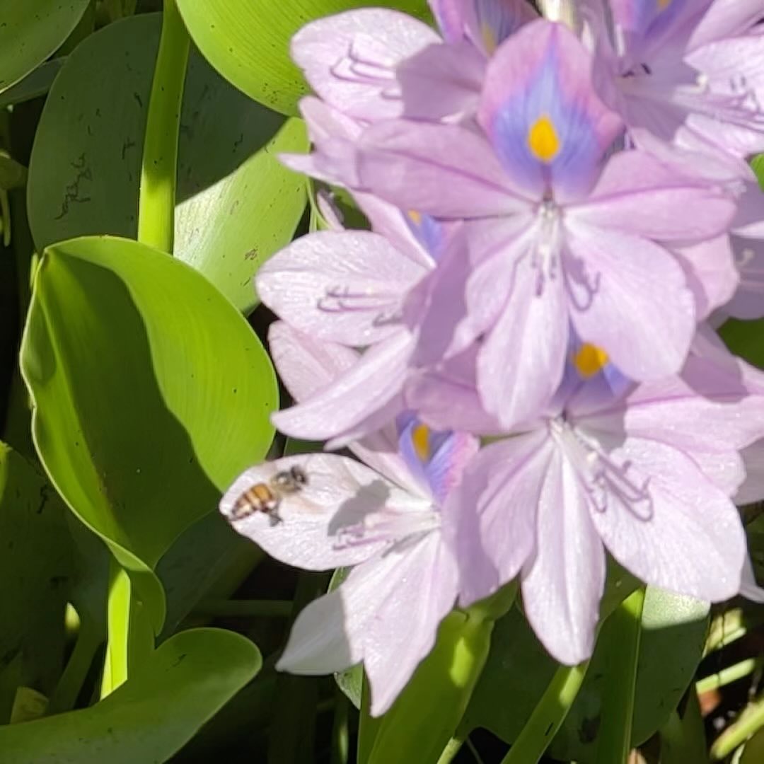 Зацвёл водяной геоцинт, скоро осень. Water hyacinth bloom, autumn comes.
