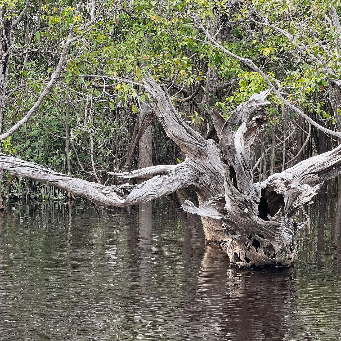 Forest. Many trees. And even more water. Water everywhere. Amazonia!