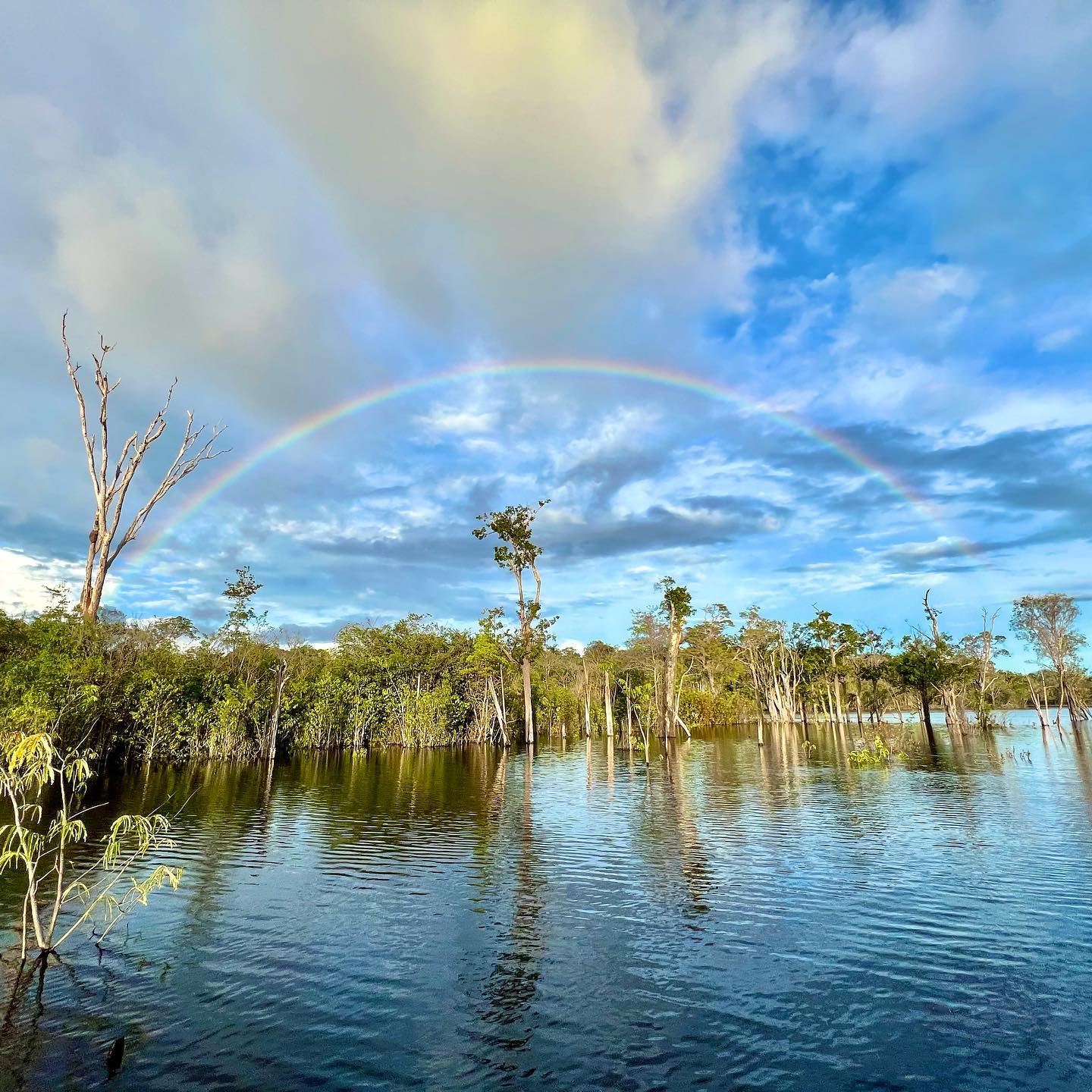 Rio Negro rainbow