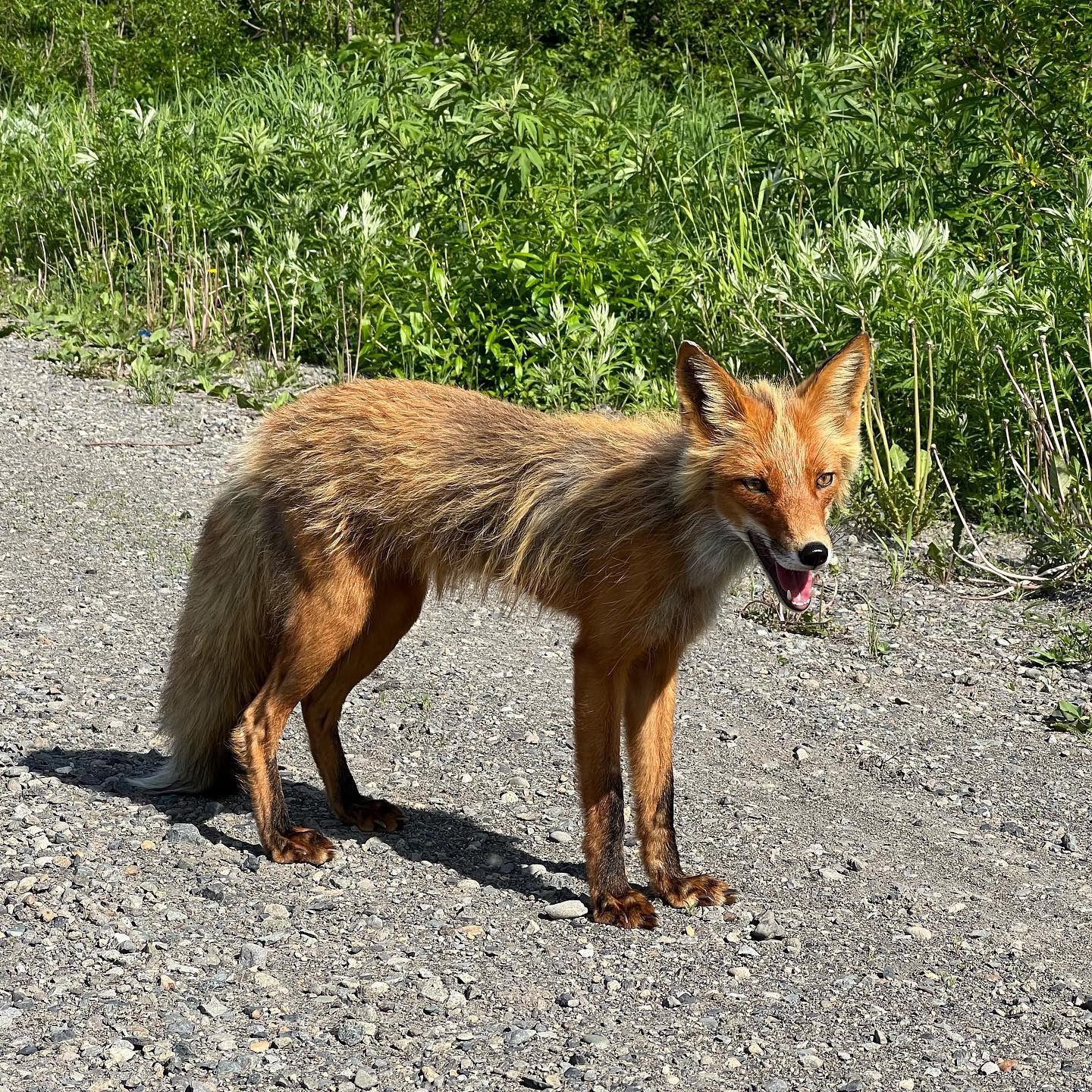 Met cunning fox on the road