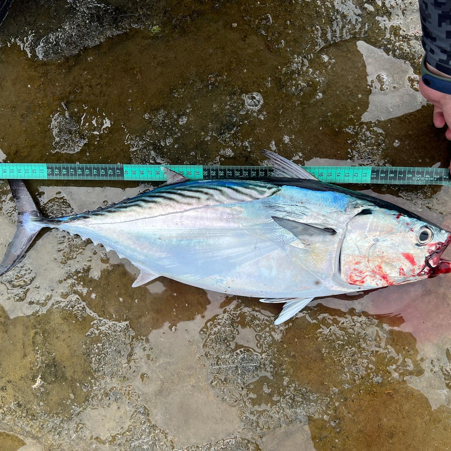 Most biggest mackerel tuna I saw! Reef shore game still works