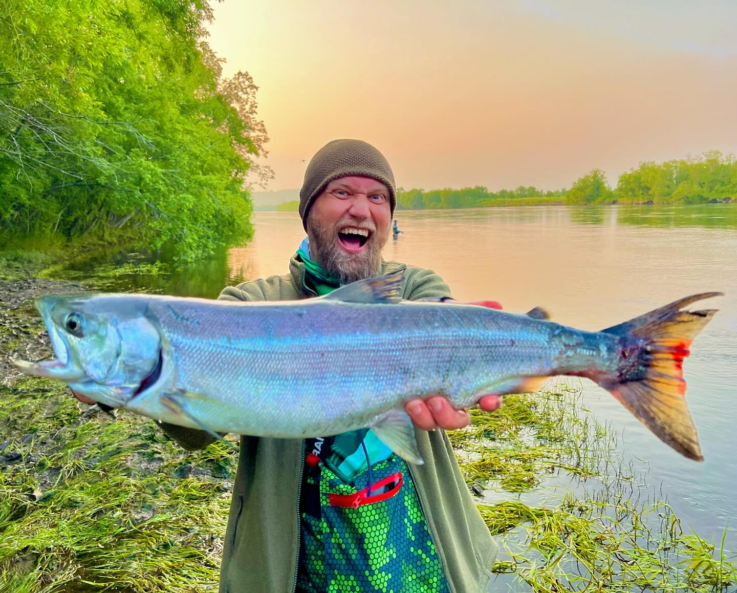 New specie alert! Dog Salmon or Keta Salmon. Near Petropavpovsk-Kamchatskiy city, Avacha river, Kamchatka!