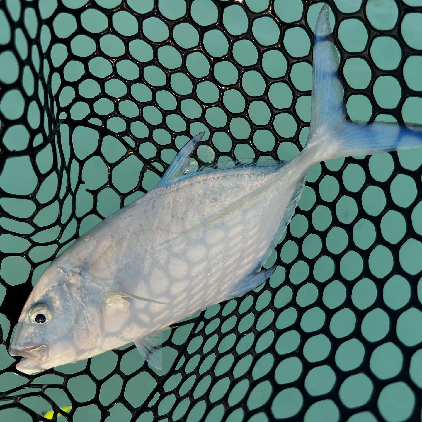 New specie landed! Bluefin trevally. Body and head more longer. So lively fish, not easy to get it to landing net.