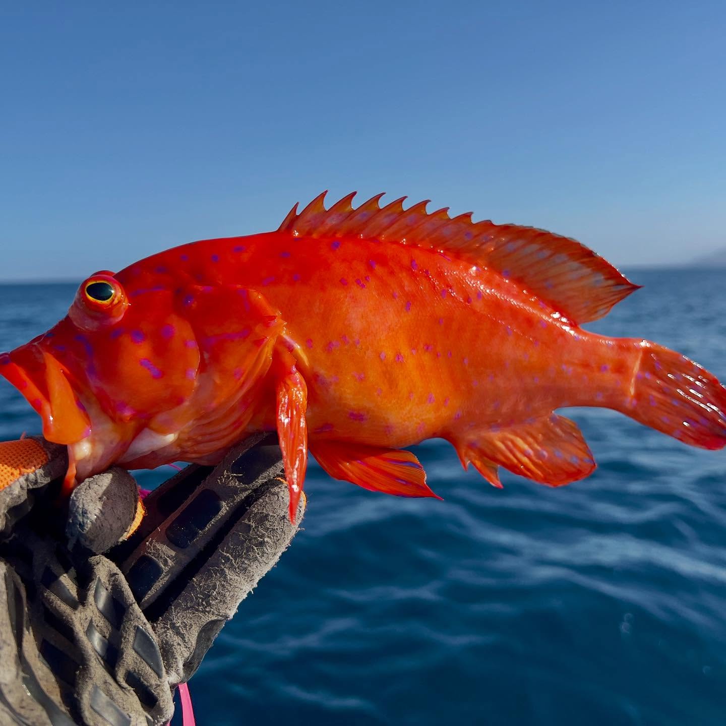 Meantime I’ve got new specie! Alert! Vermilion hind. Lat. Cephalopholis oligosticta. Gulf of Aqaba, Red Sea.