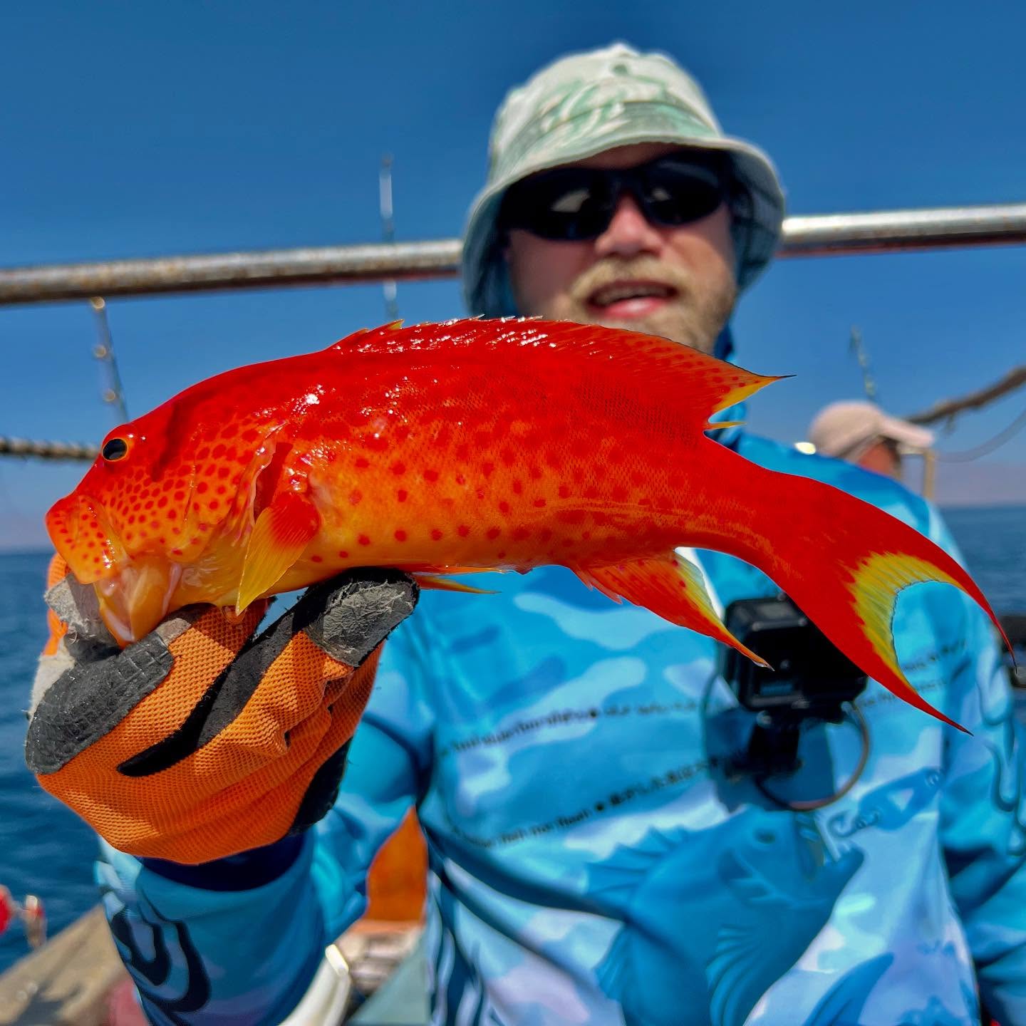 New specie caught alert! Yellow-edged lyretail Lat. Variola louti. Landed in Gulf of Aqaba, Red Sea.