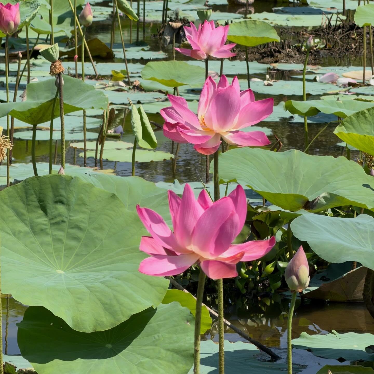 Look at this beautiful fishing conditions! Fishing today inside the lotuses. For one good hit and set the hook for just a couple seconds…