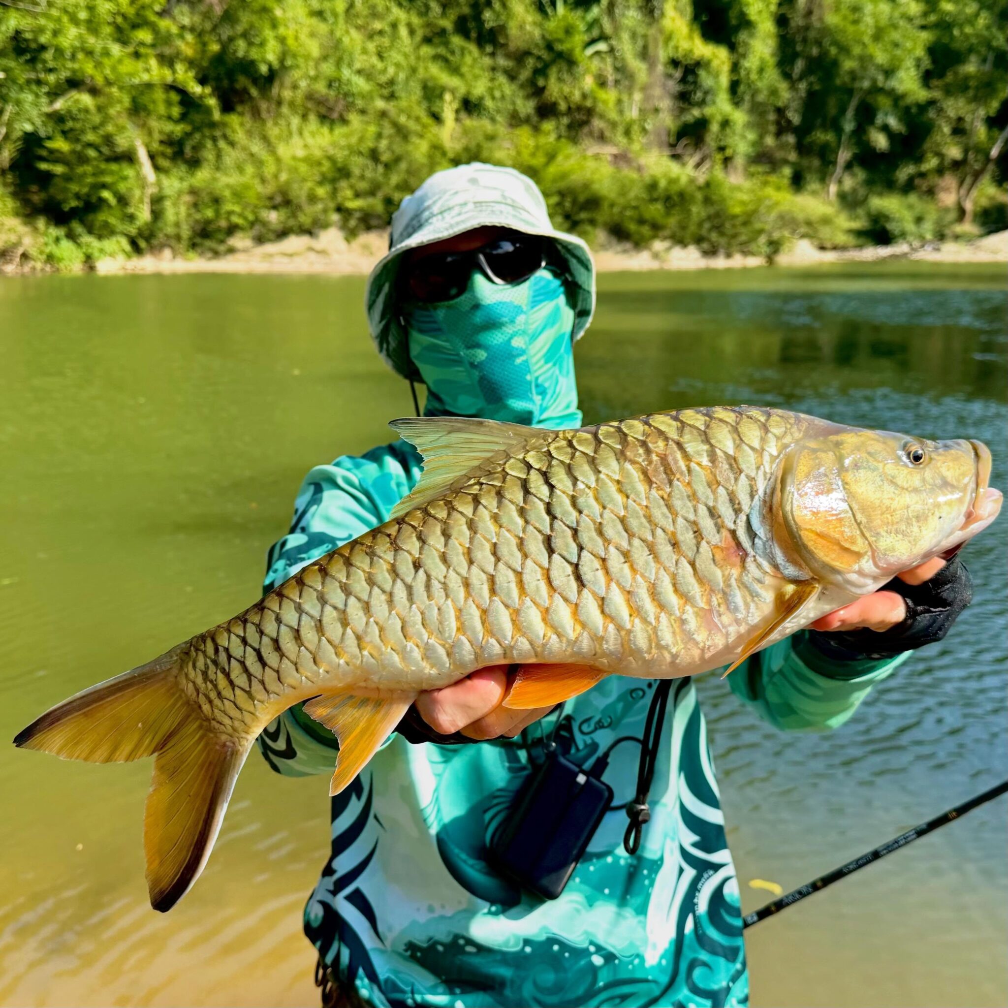 Good sized Hampala Barb hit the top water.
