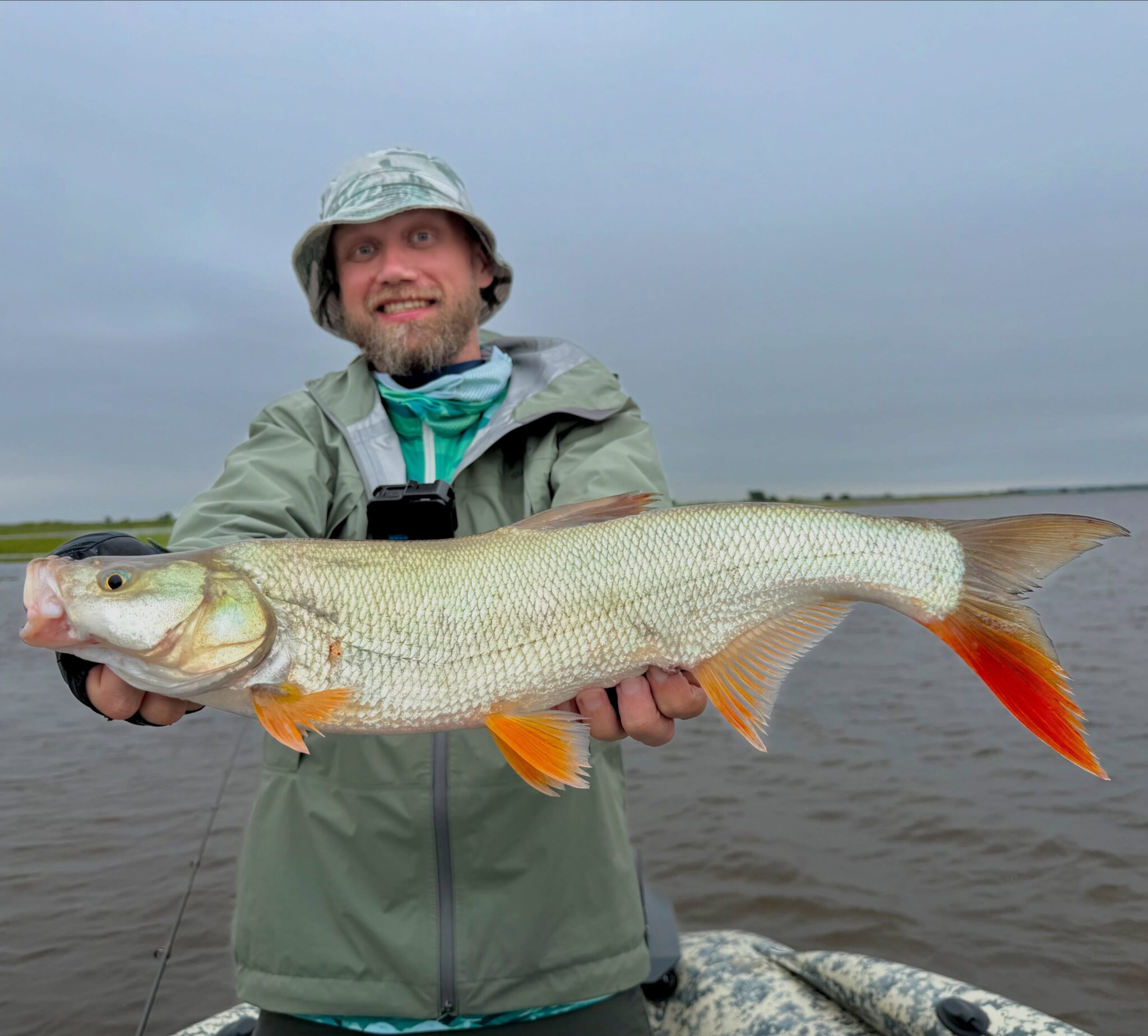 Fishing Amur river, new specie lands! Mongolian Redfin. Lat. Chanodichthys mongolicus. It looks similar to the Redfin found on Sakhalin, but they’re different species, the other one being a “pseudo asp.”

What can I say? It hits like crazy, give up the rod! Like a small tuna is attacking. This one is huge, weighing 1.5kg. Can say it’s a trophy; they actually grow up to four kilo.